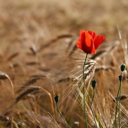 poppy in cornfield