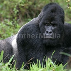 silverback