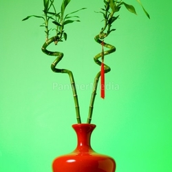 Lucky bamboo