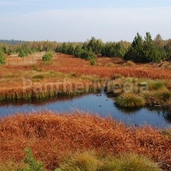 hochmoor stengel haide 2