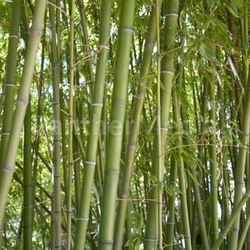 Bamboo forest