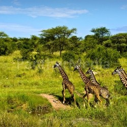 Giraffes