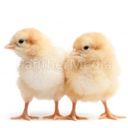 two baby chicks isolated on white
