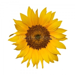 yellow flower