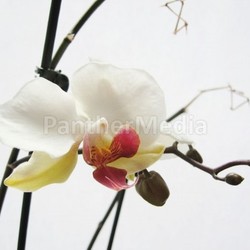 orchid
