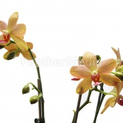nice blossom bloom orchideen delicate bleed beautiful