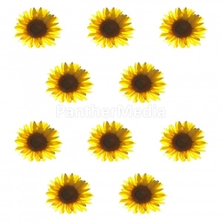 Sunflowers texture