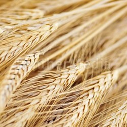 Wheat ears