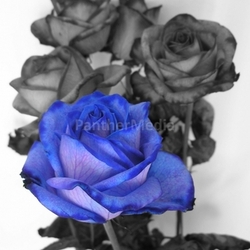 blue rose b / w,color