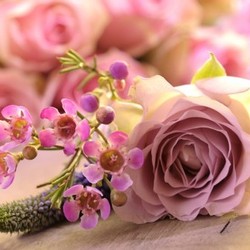 roses in the backlight