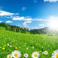 spring time in the alps with flowers and mountains
