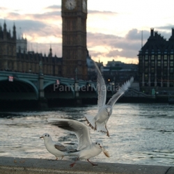 big ben seagulls on the thames