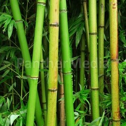 Bamboo forest