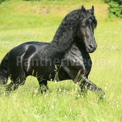 friese trot