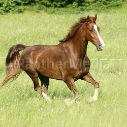 horse galloping
