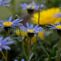 blue flowers