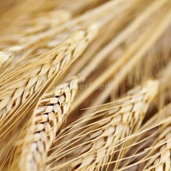Wheat ears