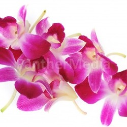 pink orchids