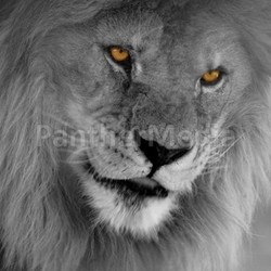 amber eyes