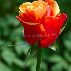 red rose plant orange flower petals yellow