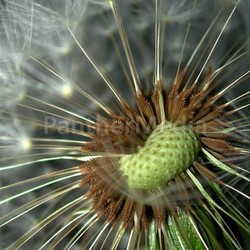 dandelion