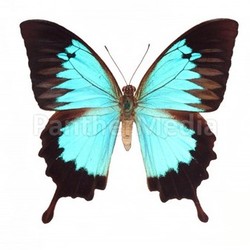 Butterfly Isolated On White