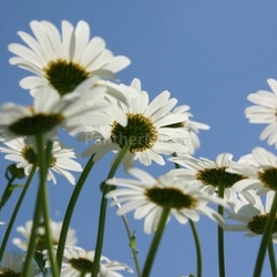 Margeriten