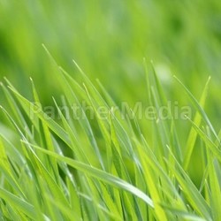 grass in the sunshine