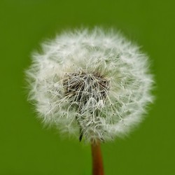 sperm disseminate macro survival meadows blowball fortplanzung