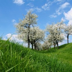 flowerage