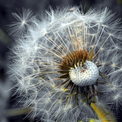 dandelion