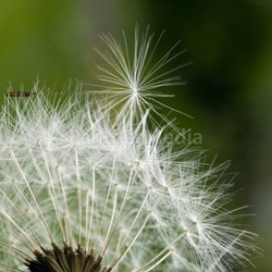 dandelion ii
