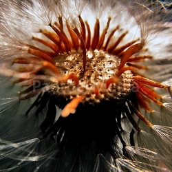 dandelion