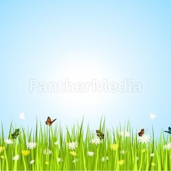 butterflies in grass 