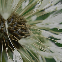 hundeblume molar tropfnass milchscheck sopping drips seeping