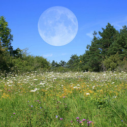 meadow with moon