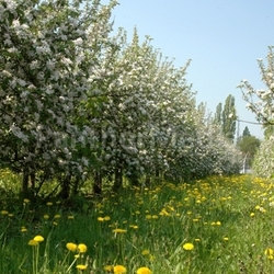 apple tree plantation
