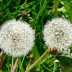 dandelion flowers
