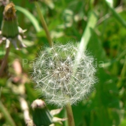 tender touch impermanence