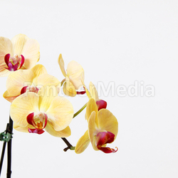 orchid