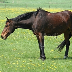 Reitpferd
