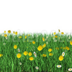 exempted flower meadow