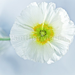 mohnbluete macro flower
