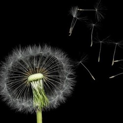 dandelion