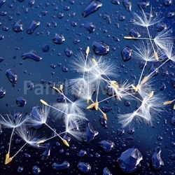 dandelion seeds i
