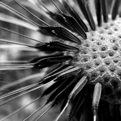monochrome...