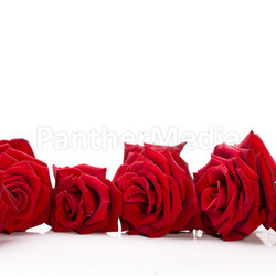 roses lying on white wd672