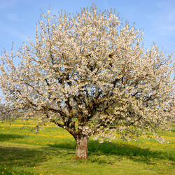 kirschbaum