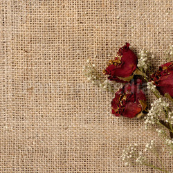 Wilted red roses