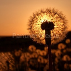 dandelion pusteblume
